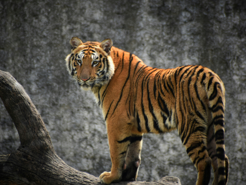 Tiger standing on a rock, looking alert in a natural setting, often used to illustrate questions like Are There Tigers in Africa? The Surprising Answer.