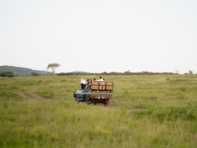 Open safari vehicle driving through wide green savannah, showing the freedom and exploration that defines a safari vs a traditional vacation.