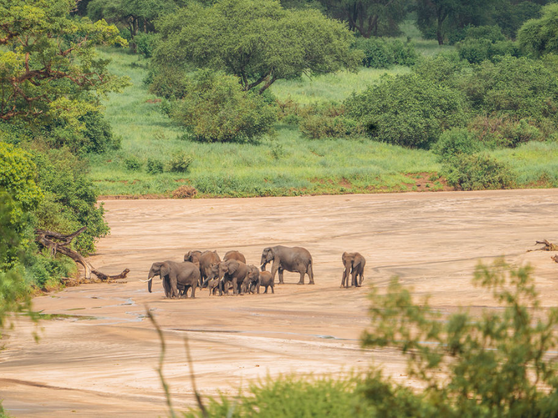 Herd of elephants gathered at a wide sandy riverbed surrounded by lush green vegetation, showing a peaceful wildlife scene often compared in botswana vs tanzania safari experiences.