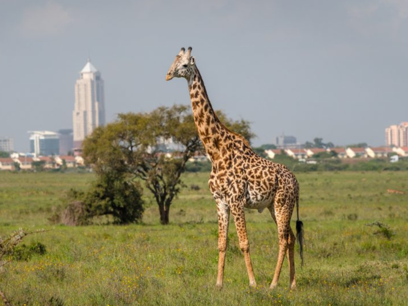How to Get to Your African Safari Without Flying Through the Middle East 2 Giraffe in Nairobi National Park with the Nairobi city skyline in the background, showing how to fly to Africa without the Middle East through Kenya Airways' direct JFK route