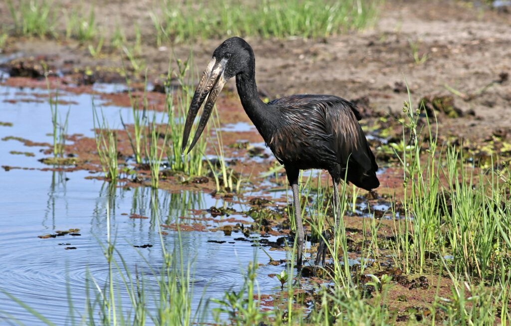 Botswana vs Tanzania Safari: Which Experience Is Right for You? 1