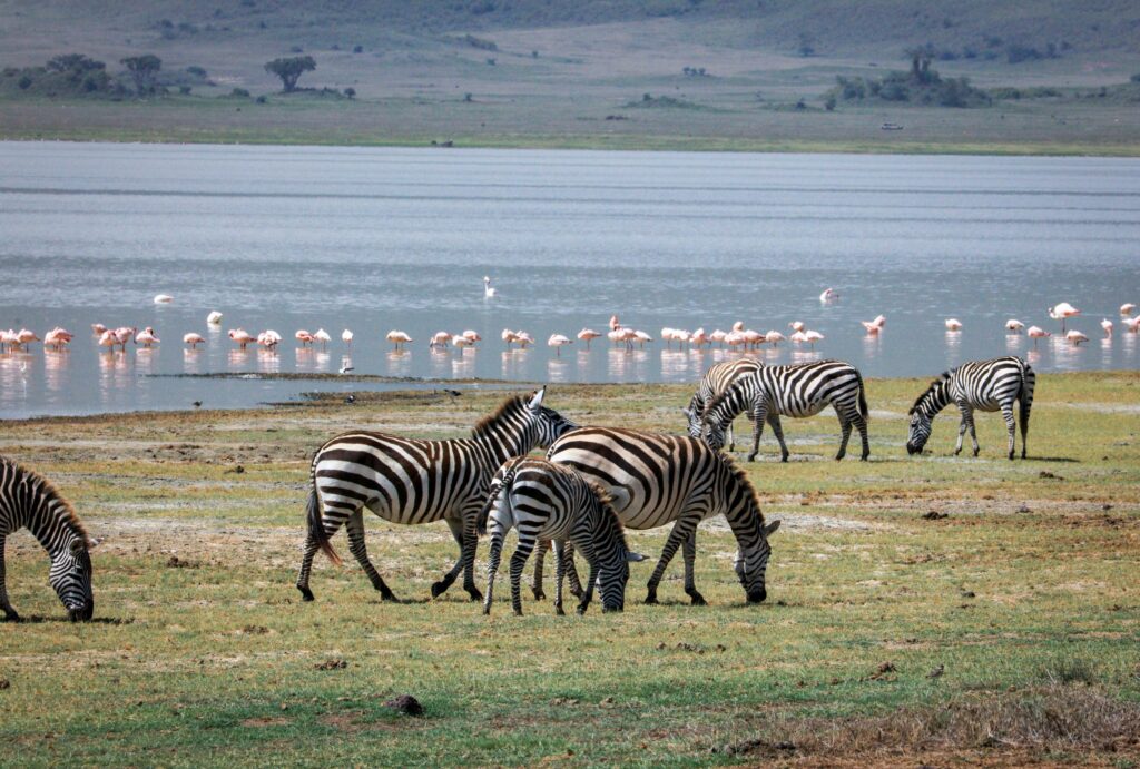 Zebras grazing along the lakeshore with flamingos in the background, showcasing the diverse wildlife and birdlife found around Lake Manyara.