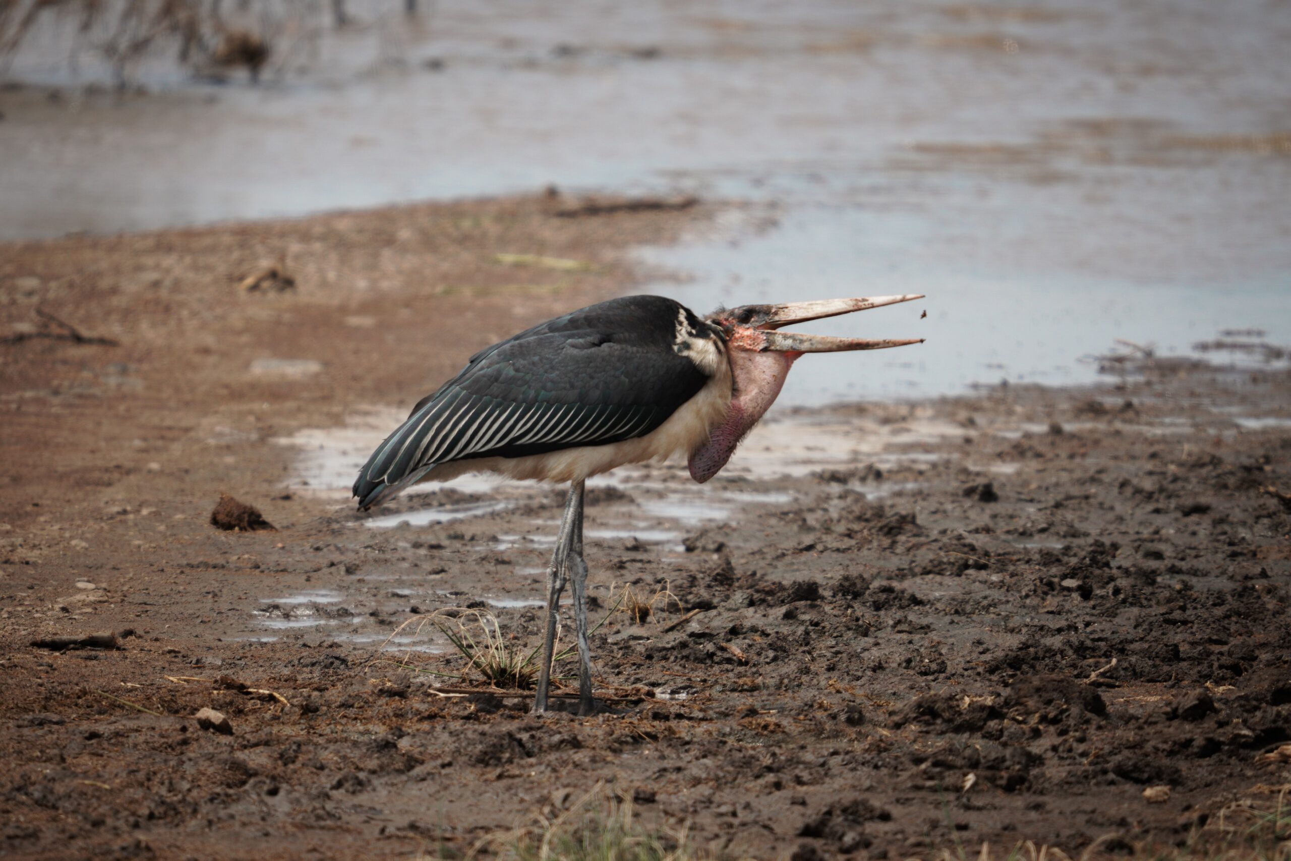 Bird at Lake Manyara