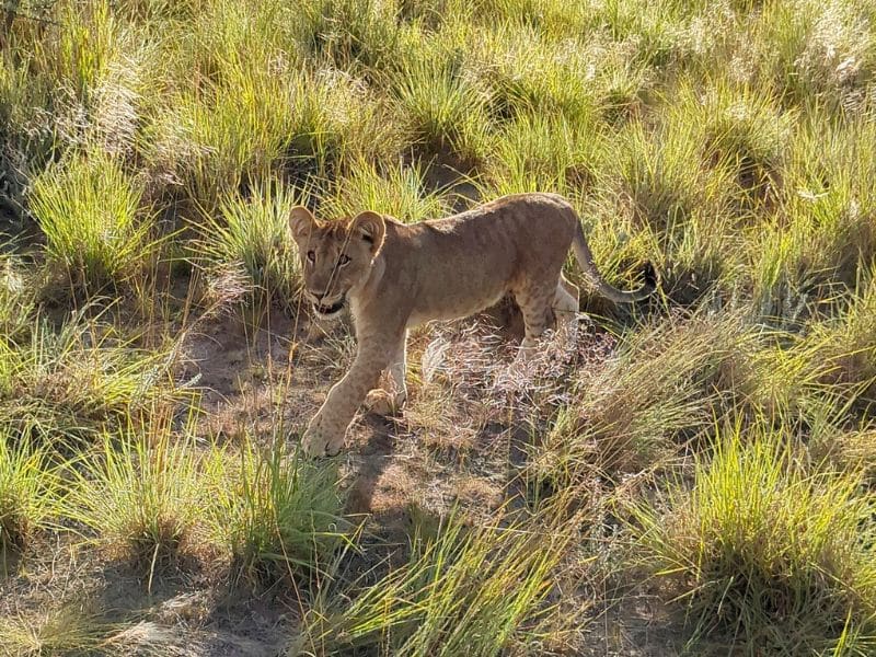 Best Places to Visit in Namibia: A First-Hand Guide 6 Young lion cub standing alert in green grassland, Ongava Game Reserve adjacent to Etosha National Park, Namibia