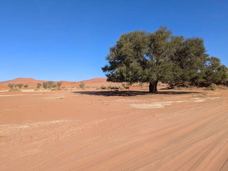 Best Places to Visit in Namibia: A First-Hand Guide 2 Oryx sheltering in the shade of an acacia tree with iconic red Namib dunes in the distance, Sossusvlei Namibia