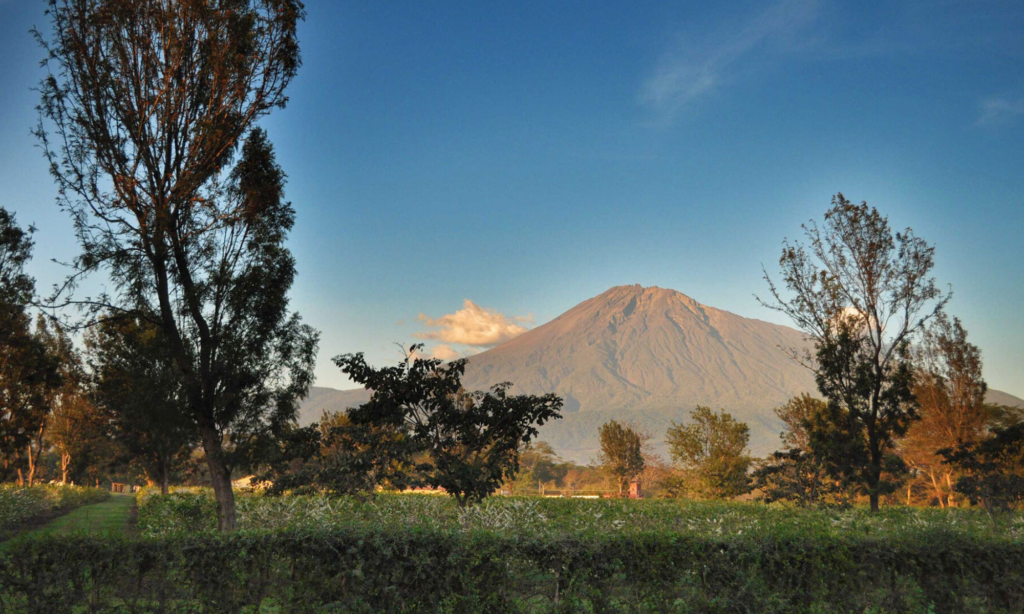 Mount Meru rising above a flowering agricultural field lined with trees at golden hour, near Arusha.