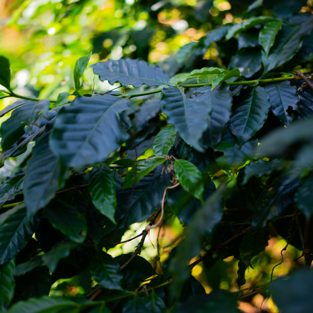 Kilimanjaro's greener side