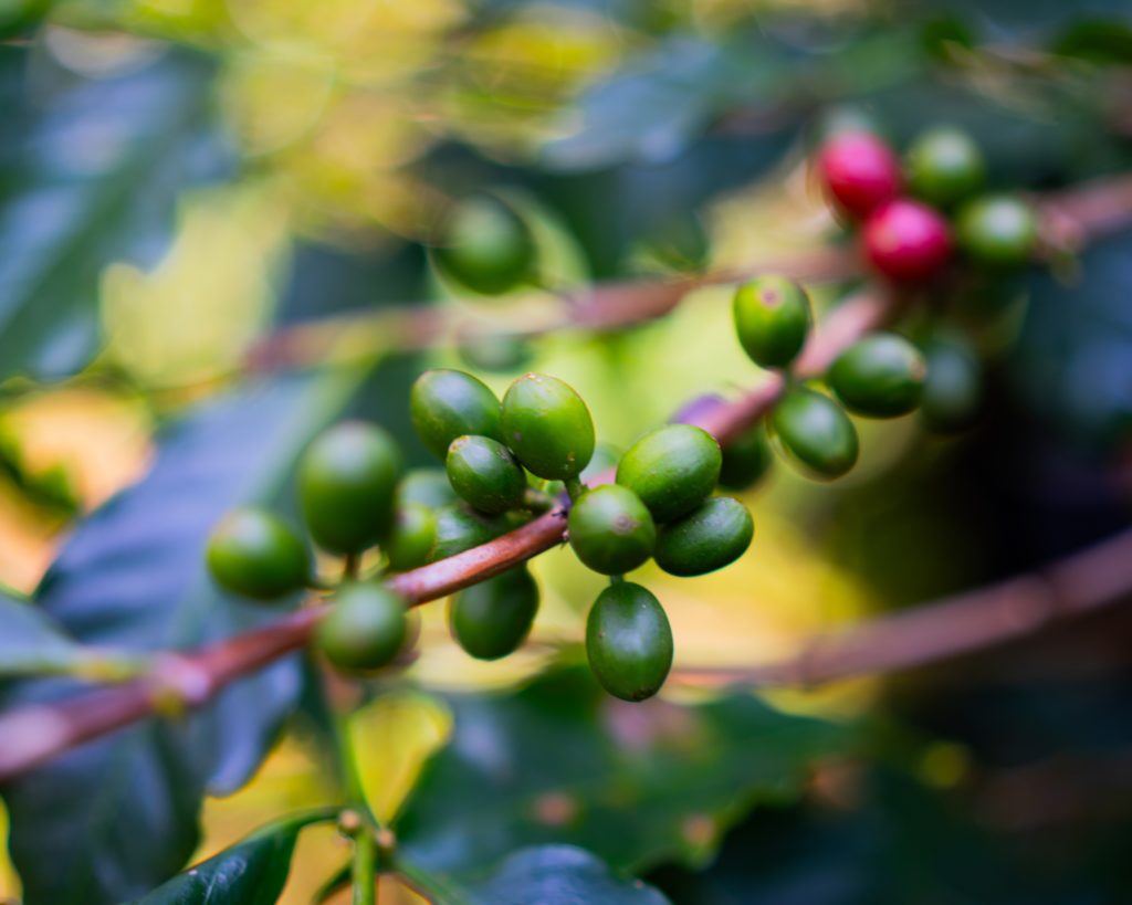 Materuni Waterfalls & Coffee Experience gallery image 1