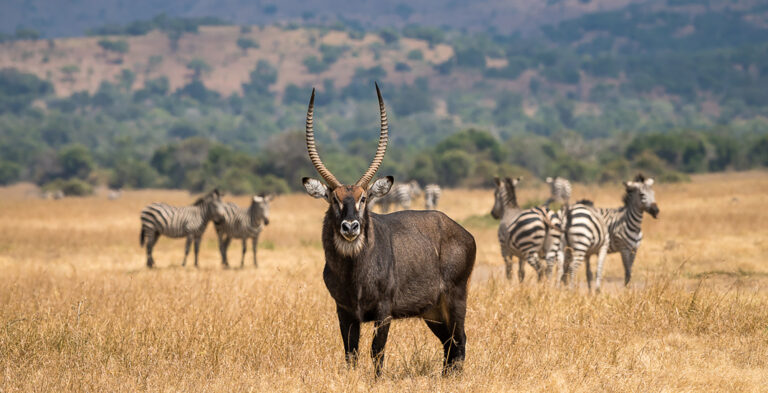 Male waterbuck with ringed horns standing in dry golden savannah grassland, with a herd of zebras grazing in the background, Akagera National Park, Rwanda