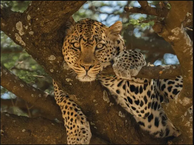 Wildlife at crater level
